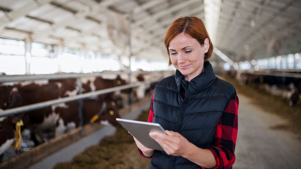 Photo of a cow farmer in the barn looking at a tablet.