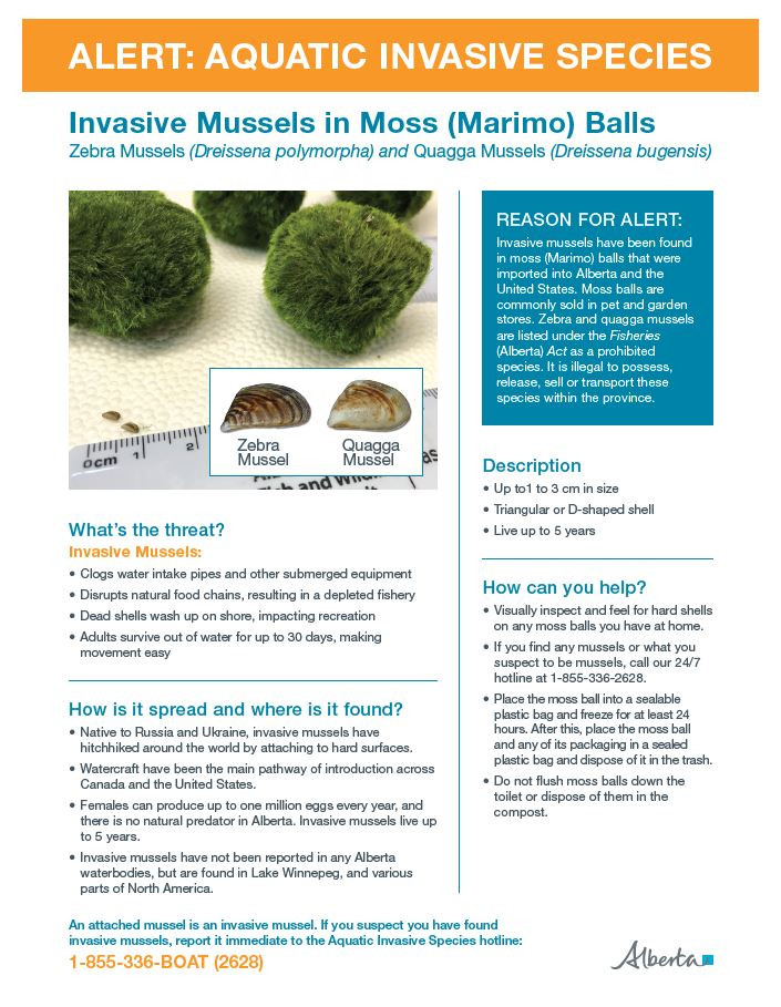 Zebra mussels alert image of poster
