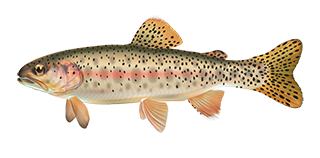 Artist rendering of an Athabasca Rainbow Trout