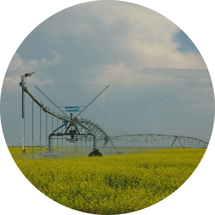 Photo of irrigation equipment in a canola field.