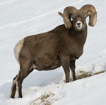 Official Mammal - Bighorn sheep