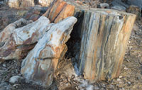 Official Stone - Petrified wood