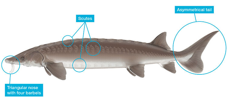 Drawing of lake sturgeon with parts identified