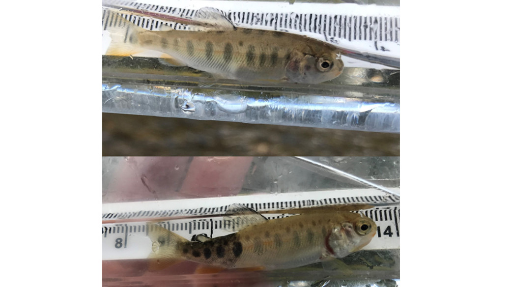 A comparison of a healthy rainbow trout and a rainbow trout exhibiting whirling disease symptoms