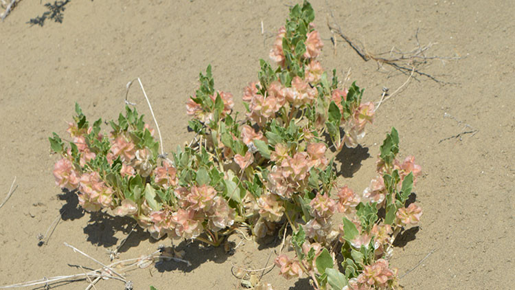 Small-Flowered Sand-Verbena - green plant with pink flowers