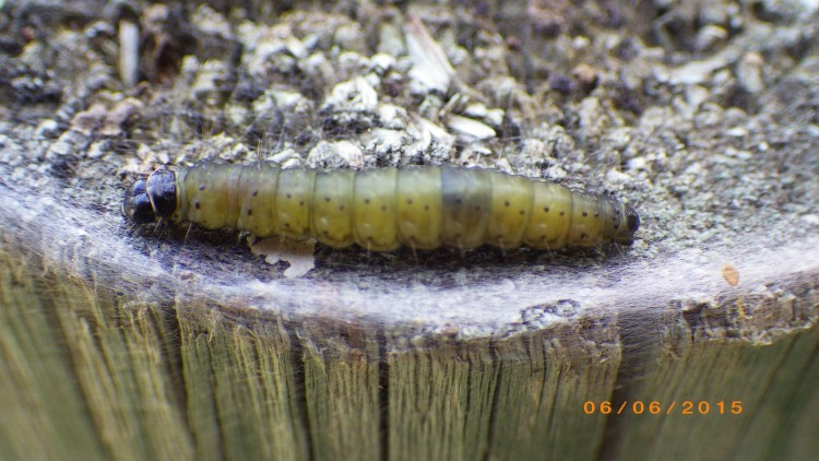 Large Aspen Tortrix Larva on a stump