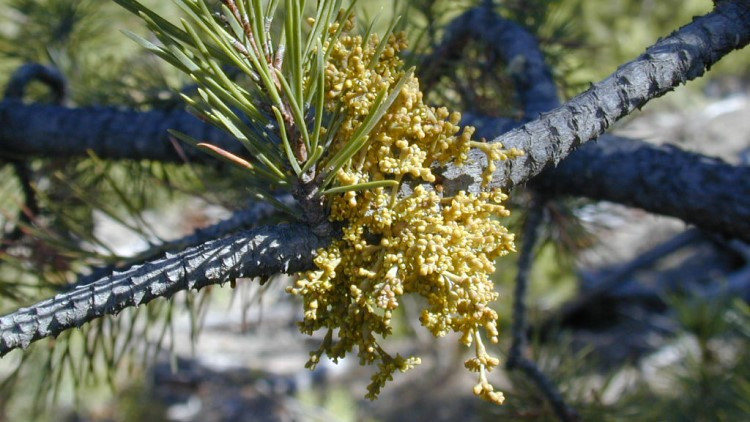 Dwarf Mistletoe Aerial Shoots on Lodgepole Pine