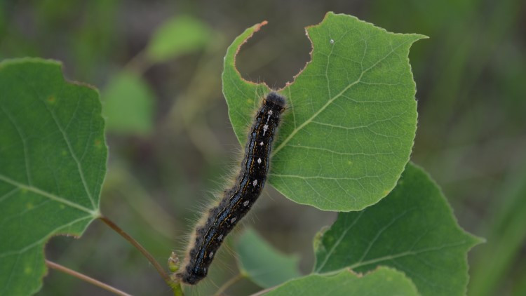 Forest Tent Caterpillar Larva on Aspen Leaves