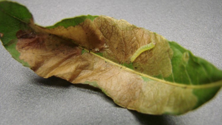 Leafminer Larva on Willow Leaf