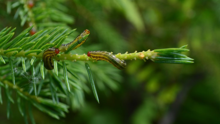 Yellow-headed Spruce Sawfly Larvae on Spruce