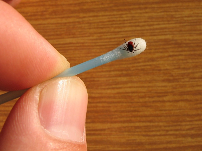Photo of a small tick on a cotton swab