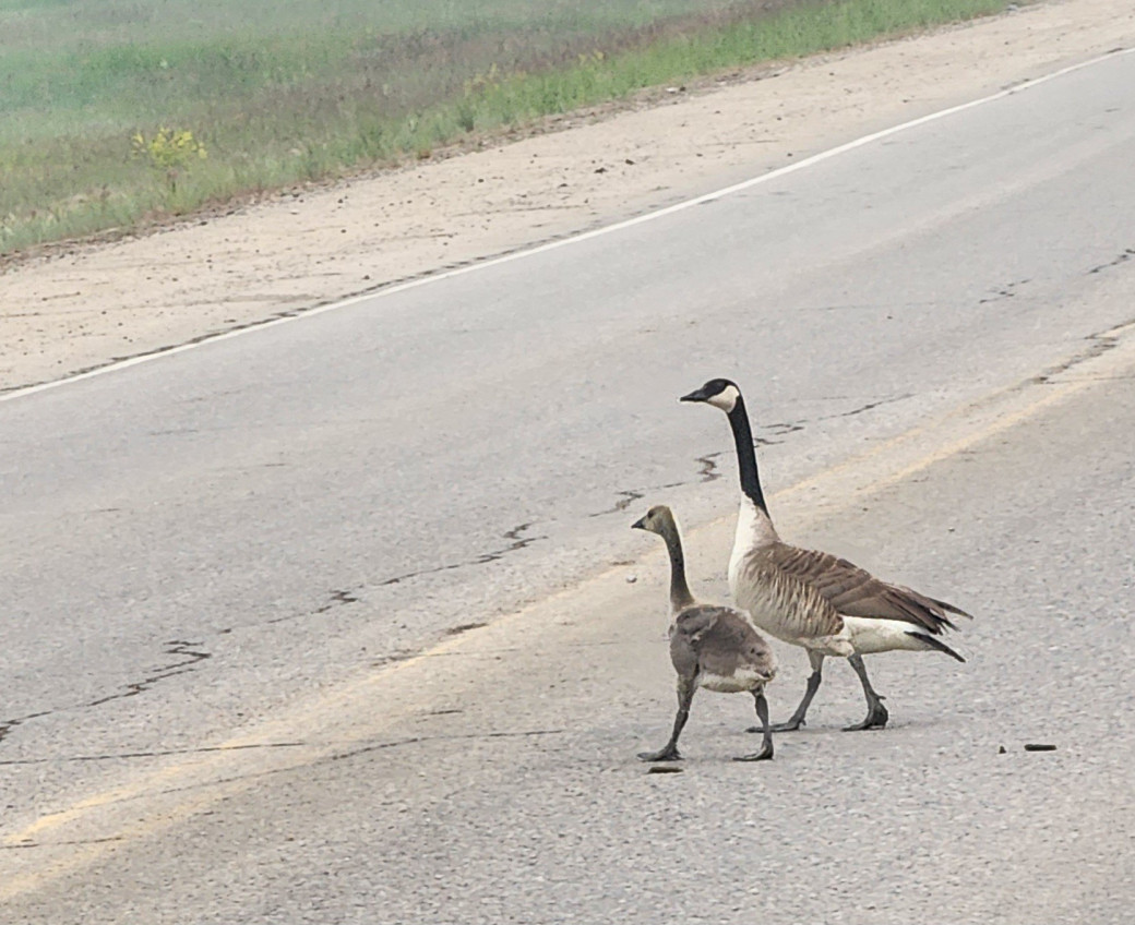 Ducks walk across Highway 58 (June 26, 2025)