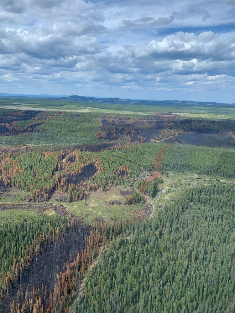 Black burnt trees and red dead trees amongst the green trees. 