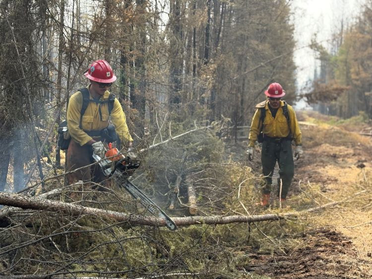 Firefighters with red hats and yellow shirts have a chainsaw and are cutting smaller trees along a fire line.