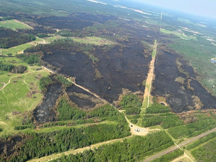 Black trees surrounded by green trees and gravel oil and gas roads through the area.