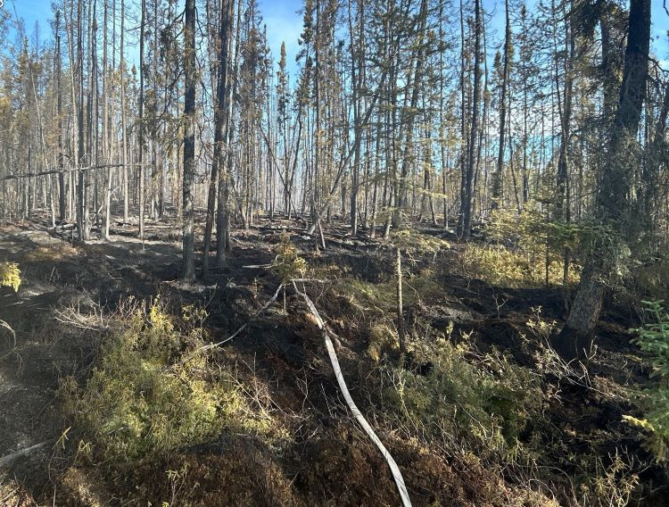 Hose layed on the group in a stand of trees. 