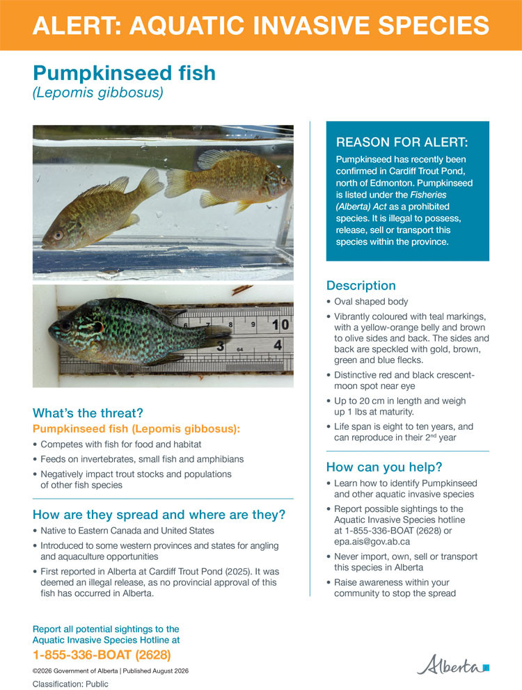 Thumbnail image of fact sheet: ALERT: AQUATIC INVASIVE SPECIES - Pumpkinseed fish