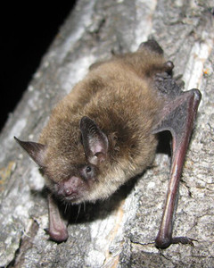 Photo of a little brown myotis bat holding onto a tree.