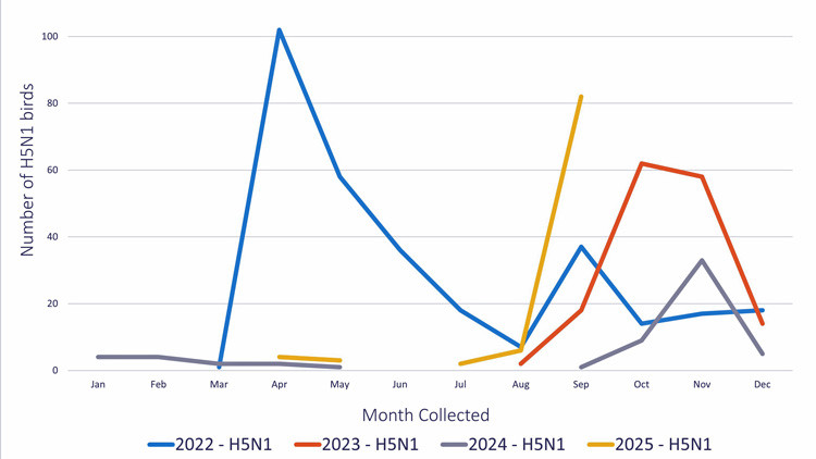 Chart showing Monthly distribution of H5N1 cases in wild birds from 2022 to 2025