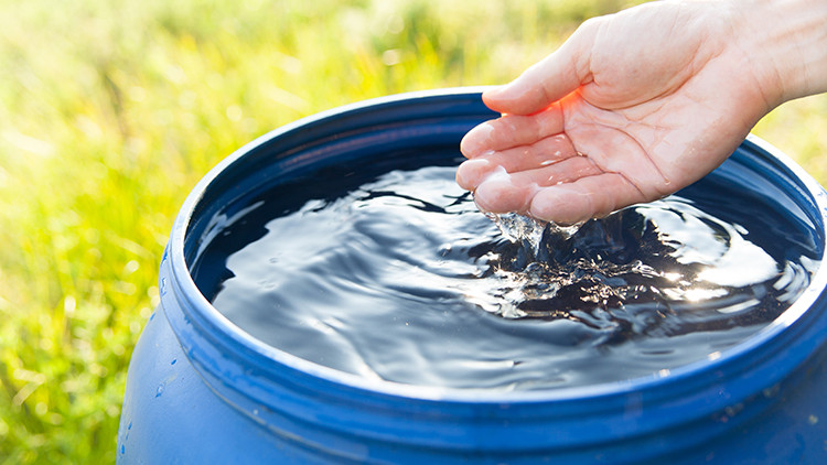 Person's hand dipping in water in a blue rain barrel on green grass
