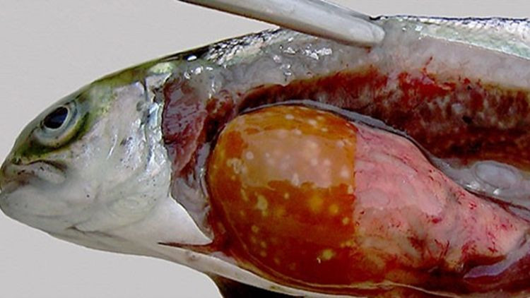 Salmon infected with bacterial kidney disease.