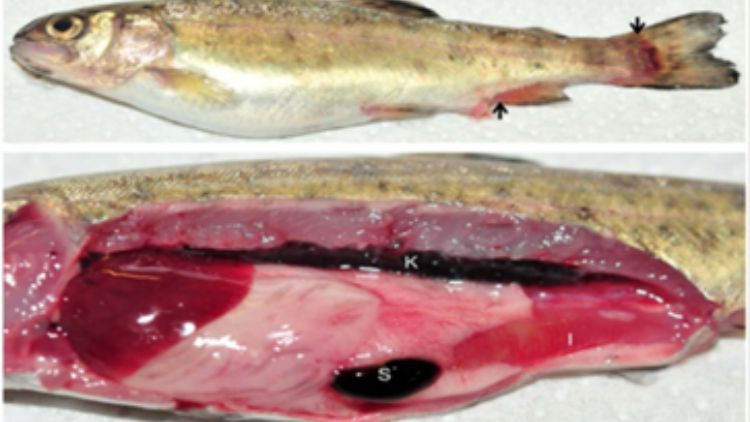 Rainbow trout with enteric redmouth disease