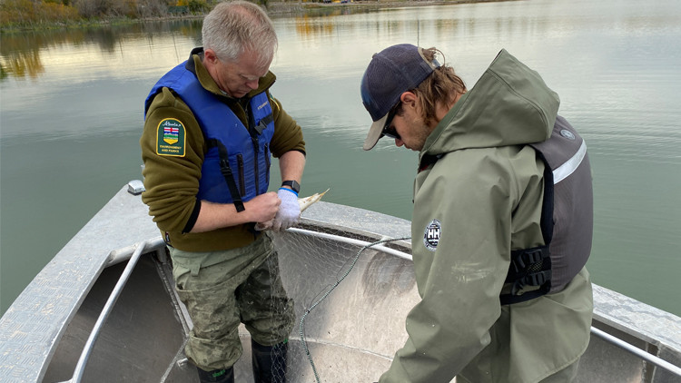 Photo of Provincial fisheries employees standing a boat conducting a Fall Index Netting lake fish population survey. 