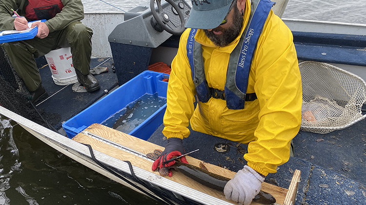 Photo of a man in boat measuring a northern pike as part of a fish population survey estimate.