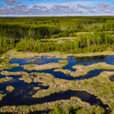 A marsh complex in Alberta’s boreal forest