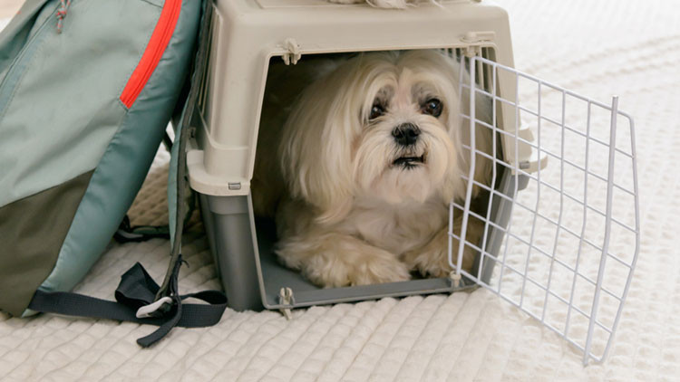 Small white dog in a crate with the door open, next to a blue backpack