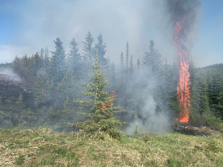 A single tree is on fires putting up smoke in a small group of conifer trees.