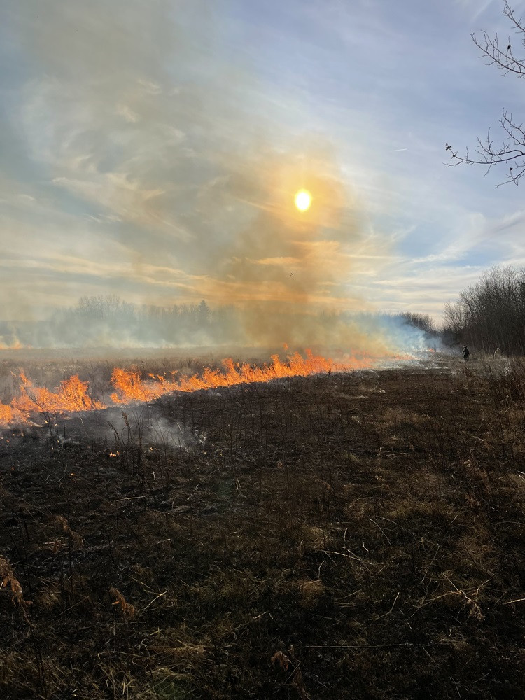 A area of dry grass being burned to reduce potential wildfire fuel hazards.