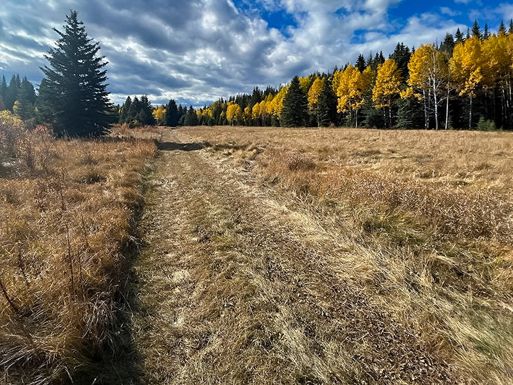 Dry grass stretches across an open meadow bordered by evergreen and golden autumn trees under a cloudy sky, highlighting dry fall conditions in a forested landscape.