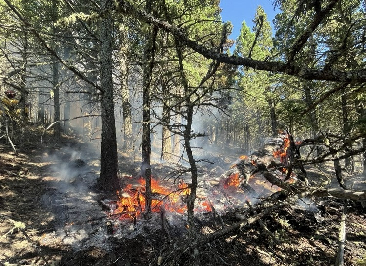Low-intensity wildfire burning on a forest floor beneath mature conifer trees. Flames and smoke move through fallen branches and dry vegetation, while sunlight filters through the wooded area.